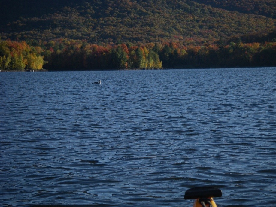 Trip photo #15/29 Young Loon