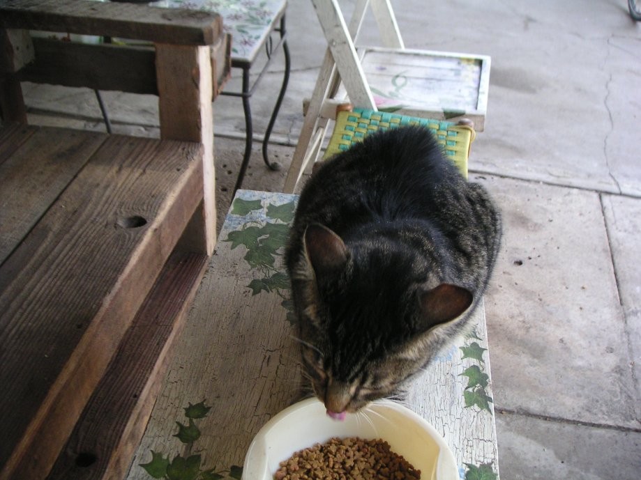 Trip photo #7/12 Kitty got fed first