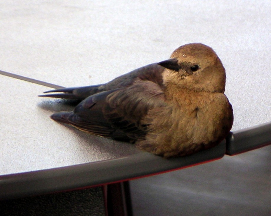 Trip photo #1/2 Bird appeared to have a sore leg/foot - stayed close by on a table.