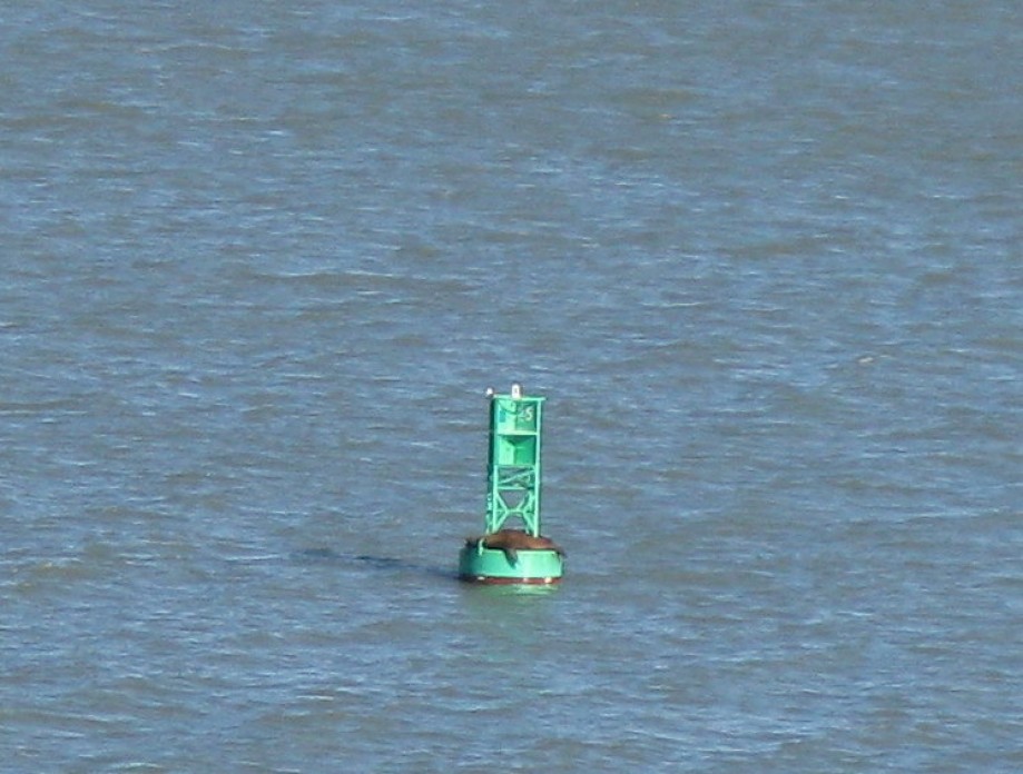Trip photo #26/29 Usual lone sea lion on the buoy