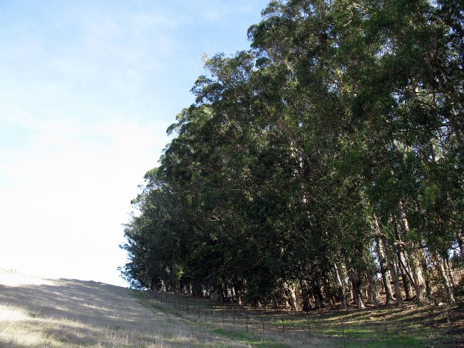 Trip photo #39/41 Eucalyptus wind break