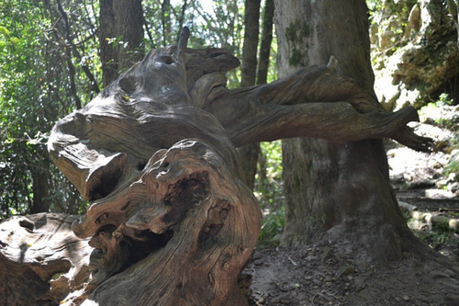 Trip photo #4/22 Tree contortions