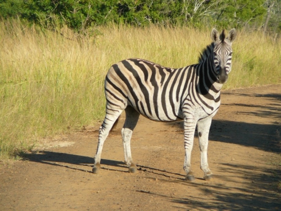 Trip photo #2/11 Zebra posing on the road!
