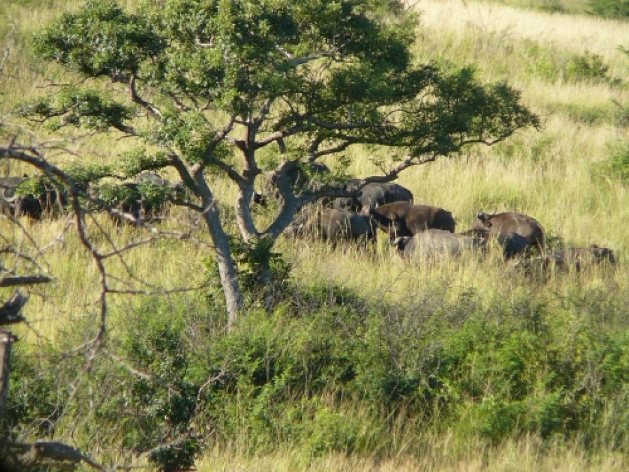 Trip photo #7/11 A herd of  Buffalo the distance.