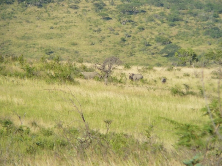 Trip photo #8/11 White Rhino in the distance.