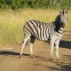 Zebra posing on the road!