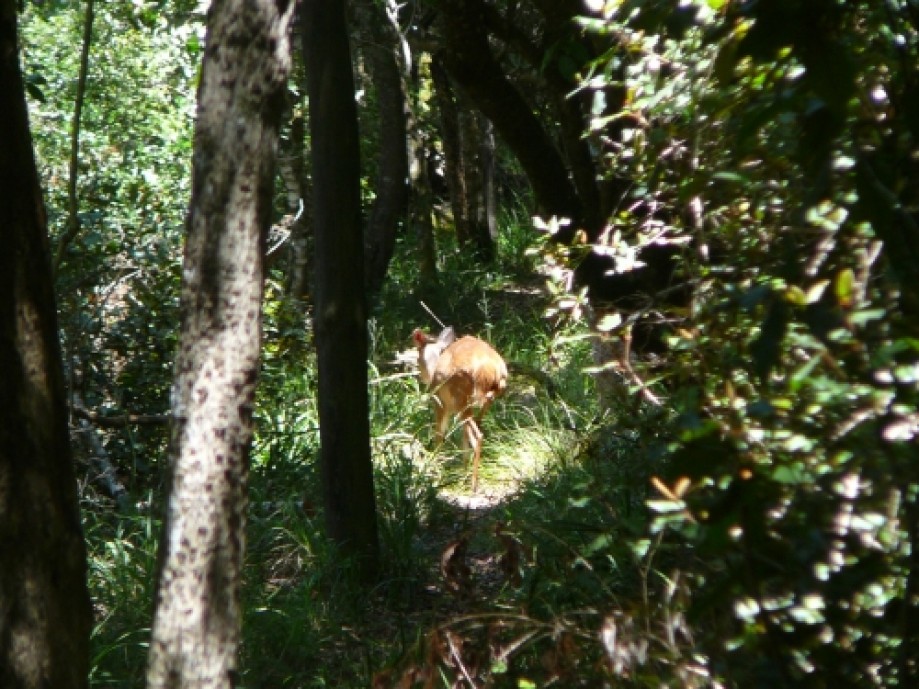 Trip photo #6/8 A bushbuck