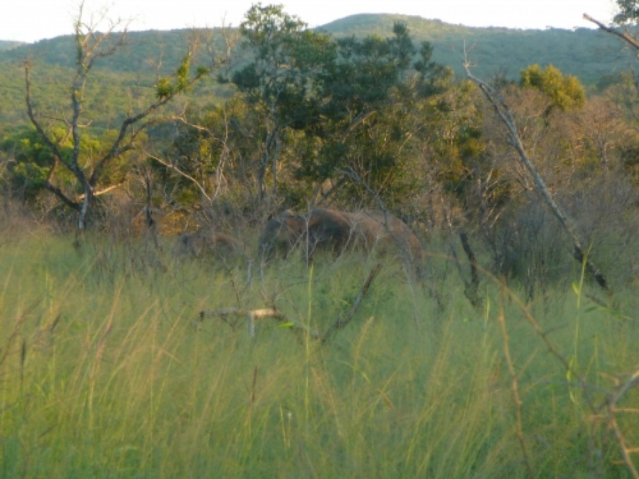 Trip photo #4/14 Five elephants just appeared out of the bush!