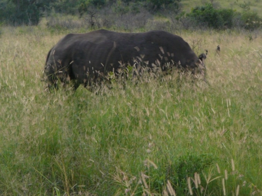 Trip photo #8/14 A black Rhino grazing peacefuly