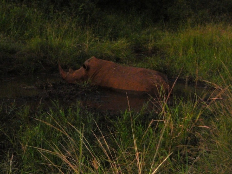 Trip photo #9/14 And another enjoying a mud bath!