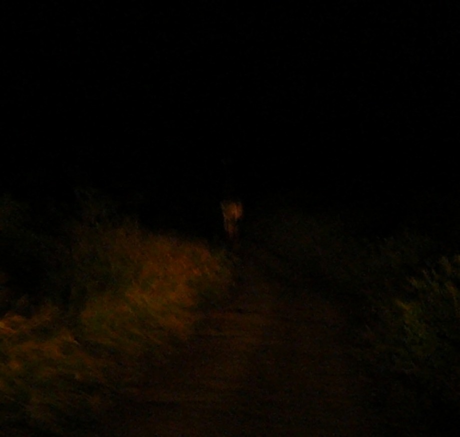 Trip photo #12/14 And the out of the darkness came a hyena!