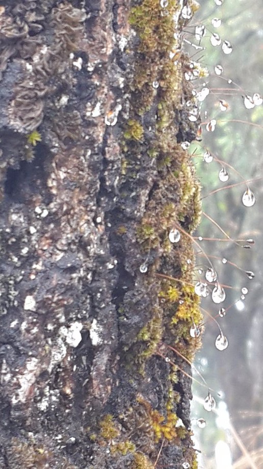 Trip photo #6/23 Dew on moss