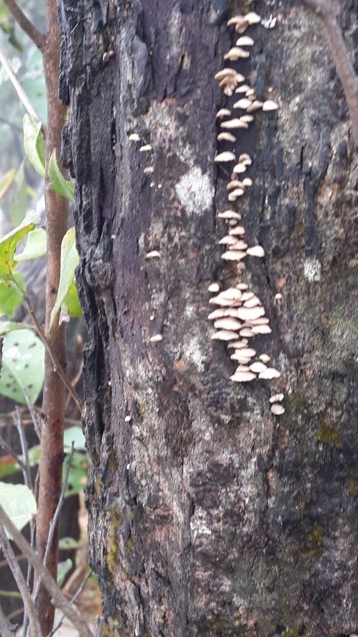 Trip photo #7/23 Mushrooms
