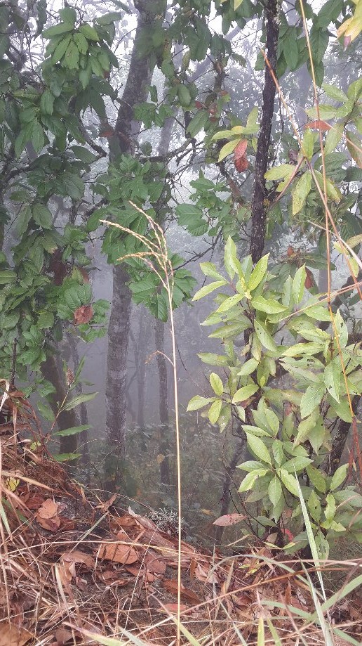 Trip photo #11/23 Mist in forest