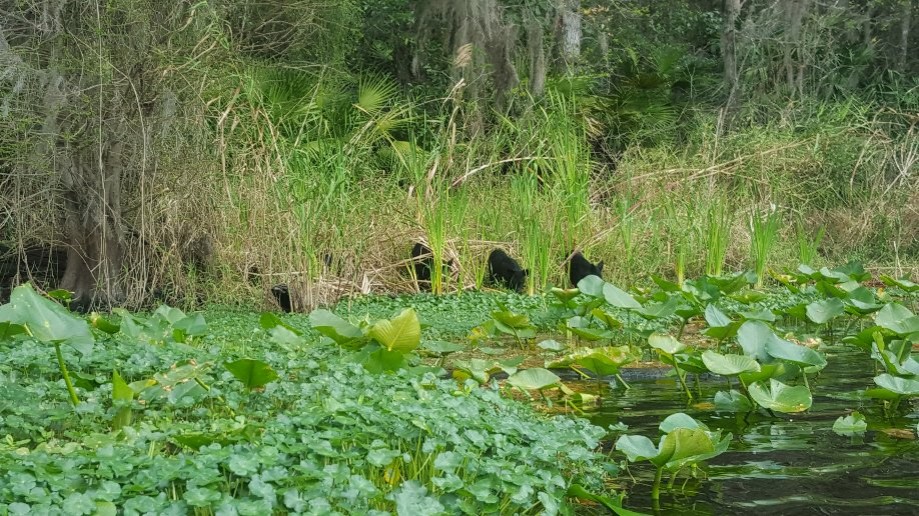 Trip photo #8/8 Five little black feral pigs munching on river vegetation....pretty cute!