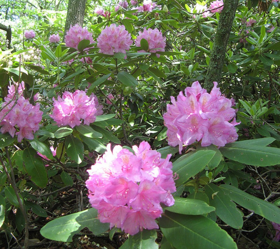 Trip photo #10/12 Bunch of rhododendron in bloom