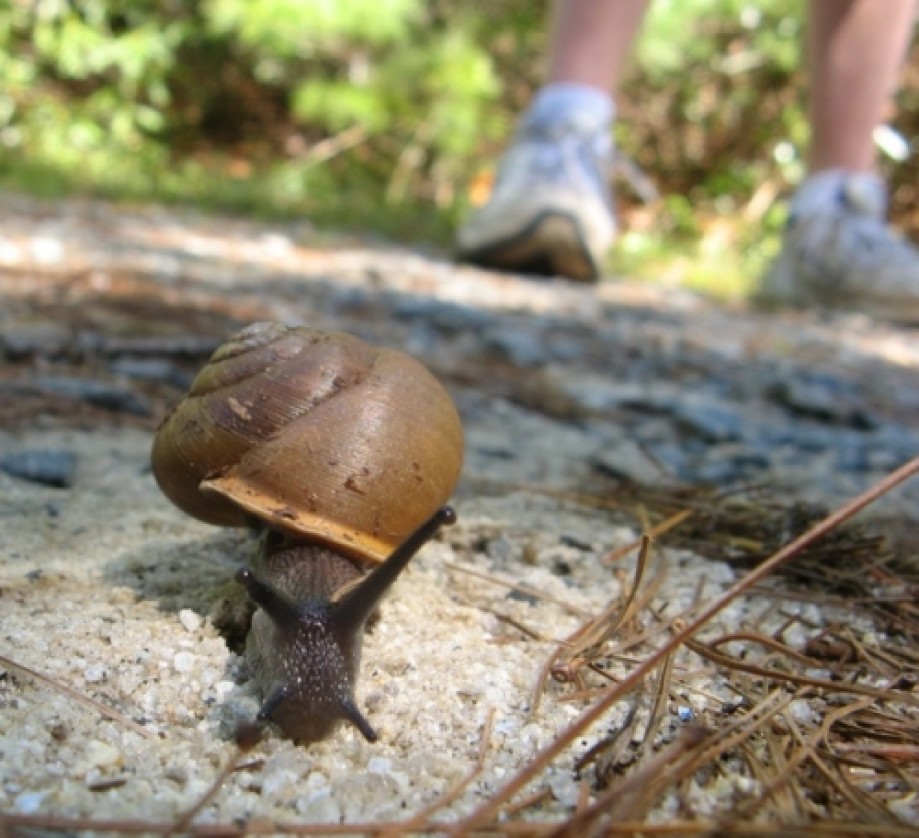 Trip photo #2/13 Snail on the trail