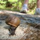 Snail on the trail