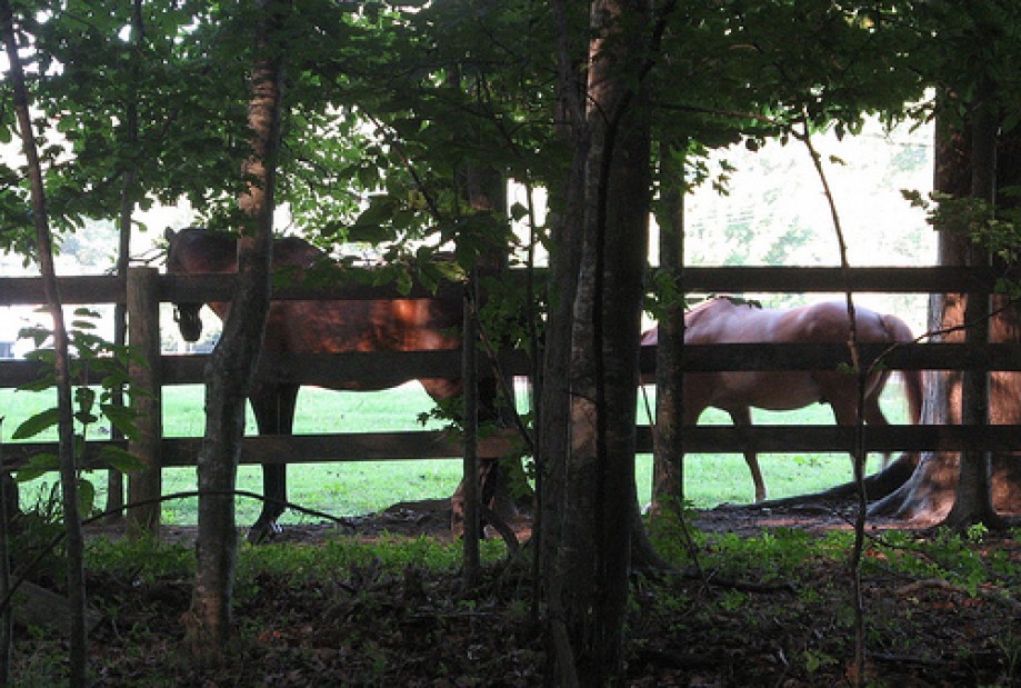 Trip photo #9/15 Horses
