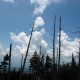 Dead trees and sky