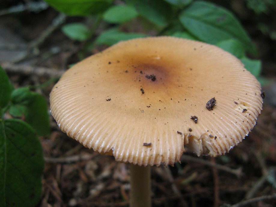 Trip photo #11/15 Mushroom