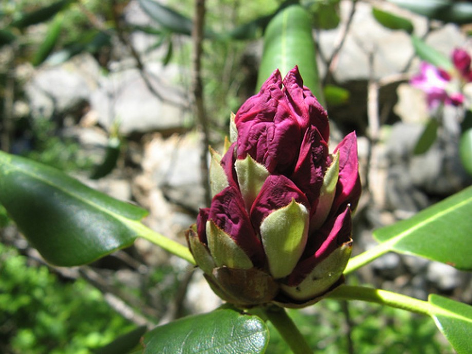 Trip photo #4/9 Budding rhododendron