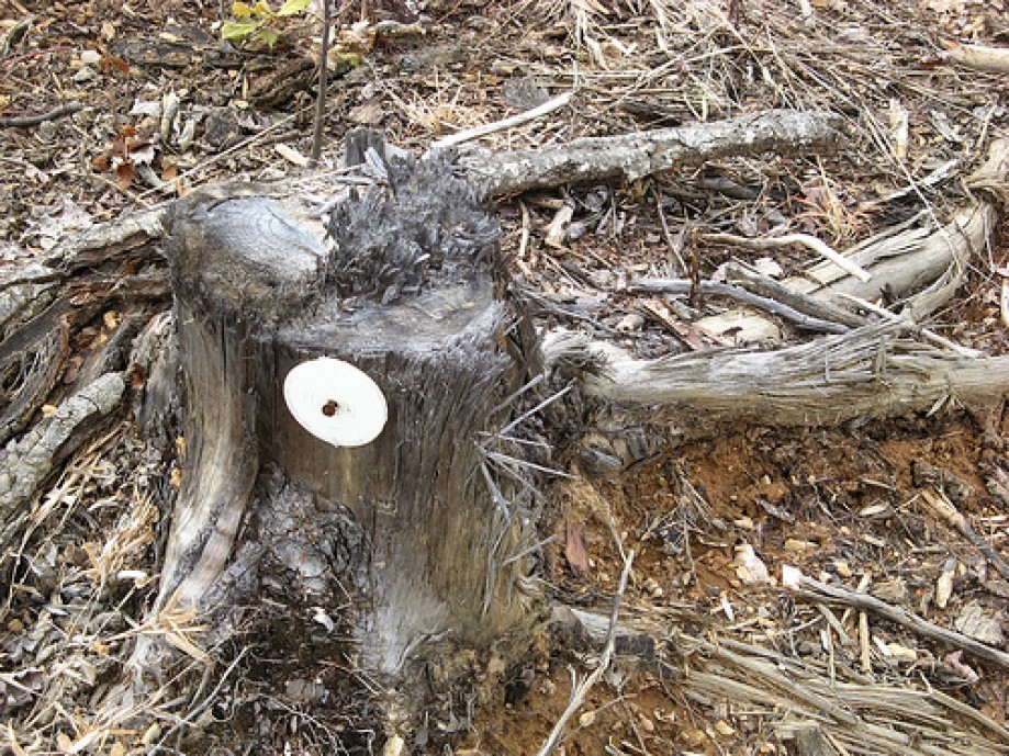 Trip photo #6/10 Blaze on stump in clear-cut area of Section 3