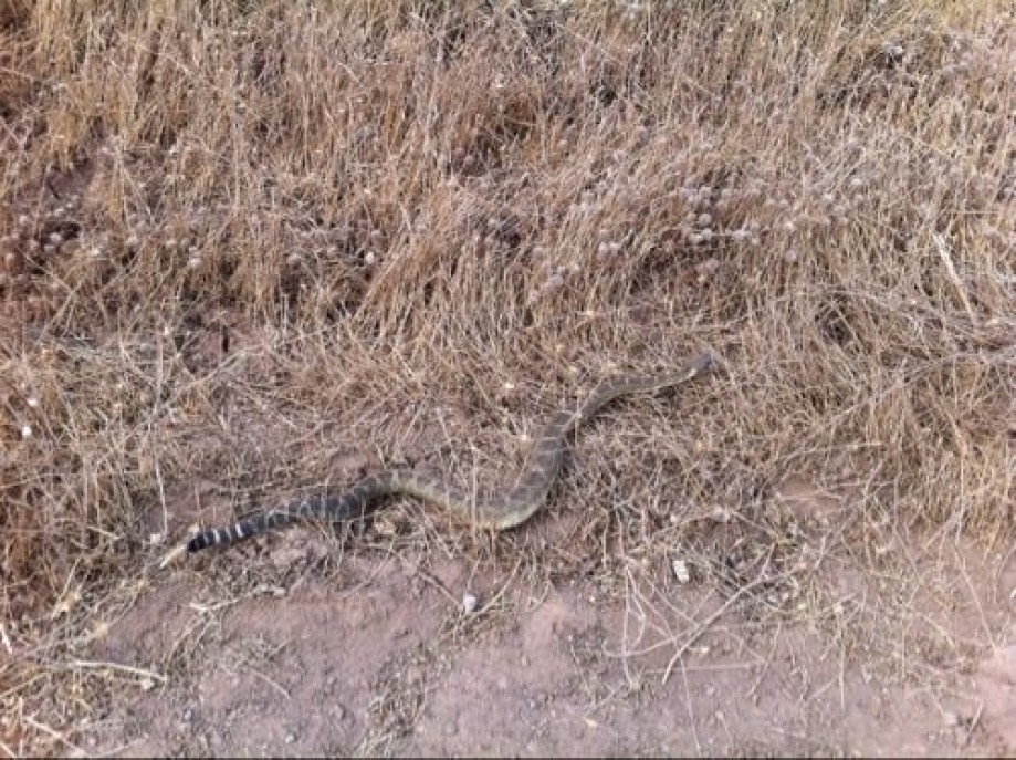 Trip photo #3/4 Rattlesnake