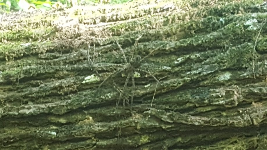 Trip photo #3/6 Big freakin' spider as I ducked under this downed tree.