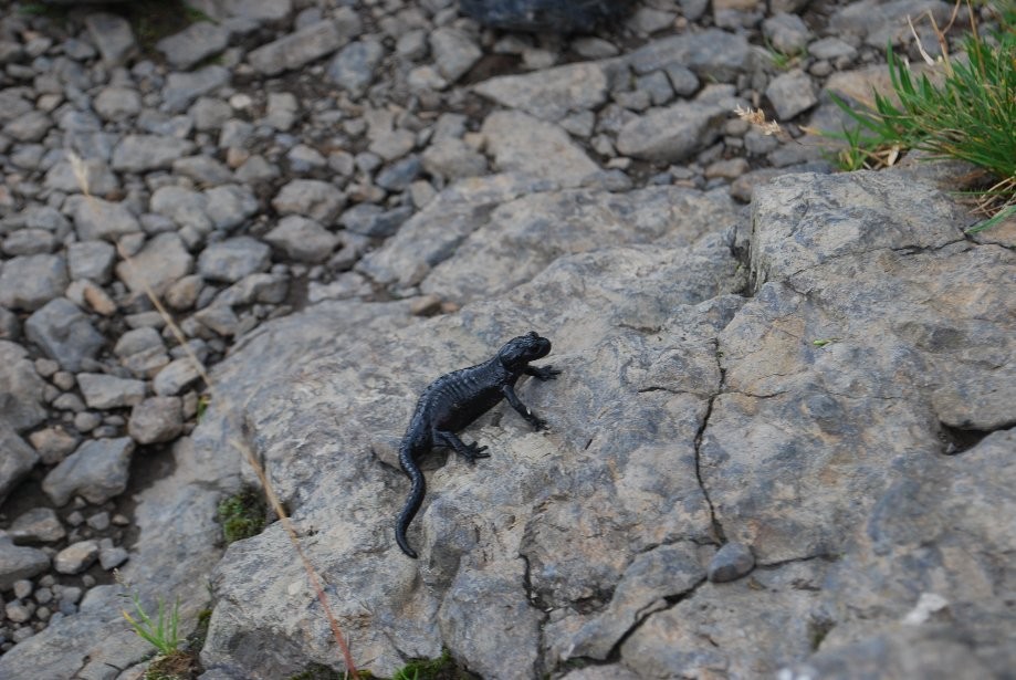 Trip photo #13/13 Alpine salamander