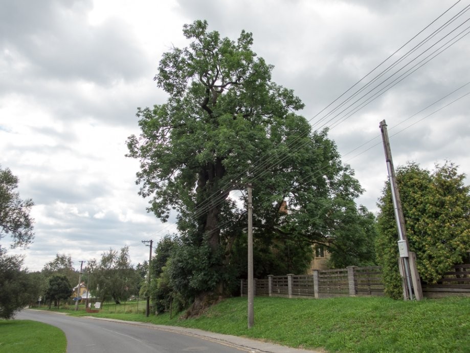 Trip photo #13/31 památný strom (jasan) ve Křišťanovicích