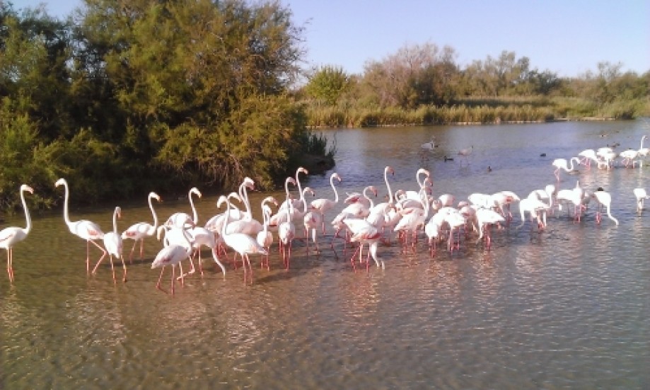 Trip photo #4/7 Розовые фламинго орнитологического парка Pont du Gau