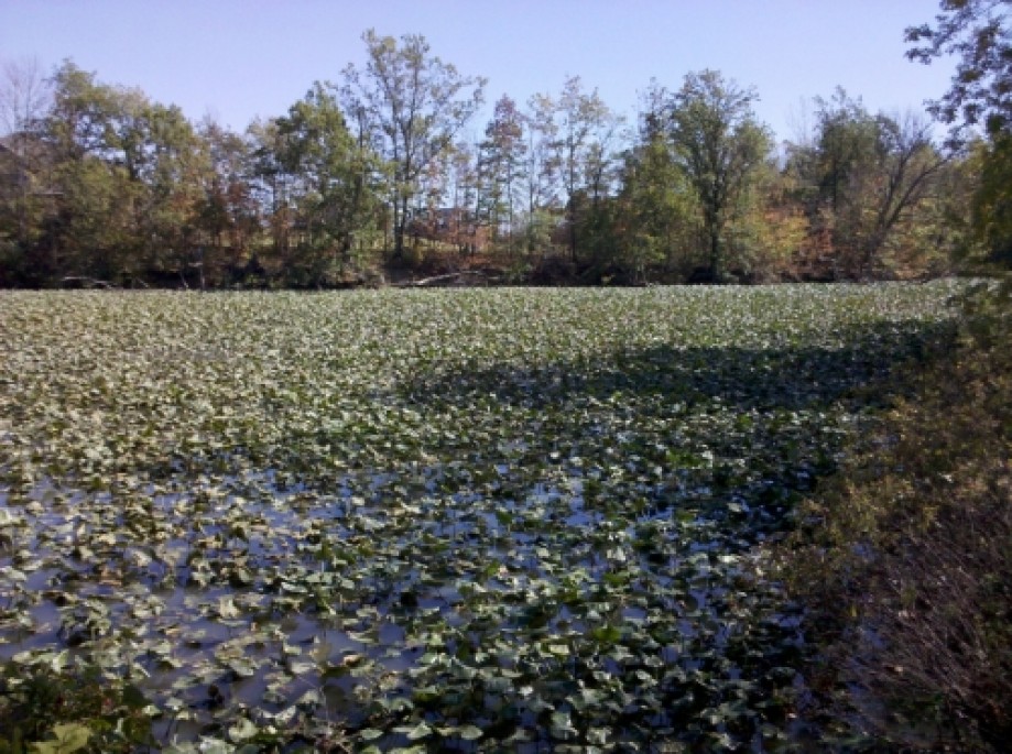 Trip photo #13/20 40 Acre Pond - 09