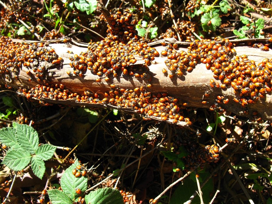 Trip photo #13/17 Usual ladybug convention at Stream and Prince trail junction