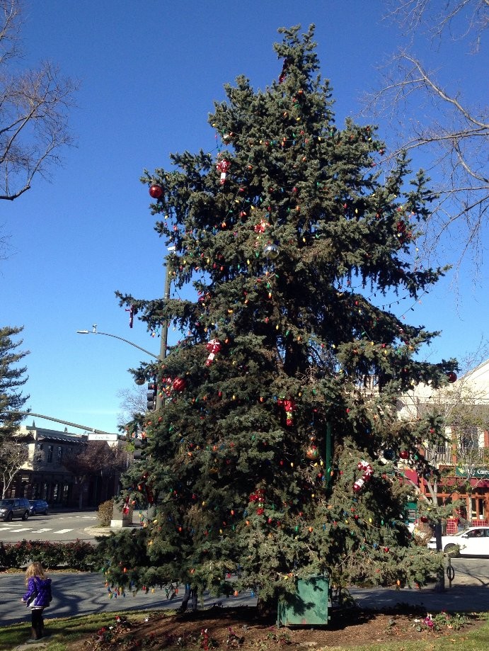 Trip photo #2/3 Decorated tree in downtown Livermore