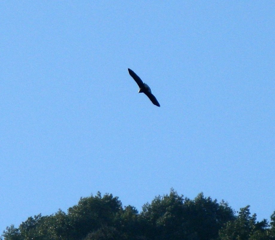 Trip photo #8/18 Bald Eagle?