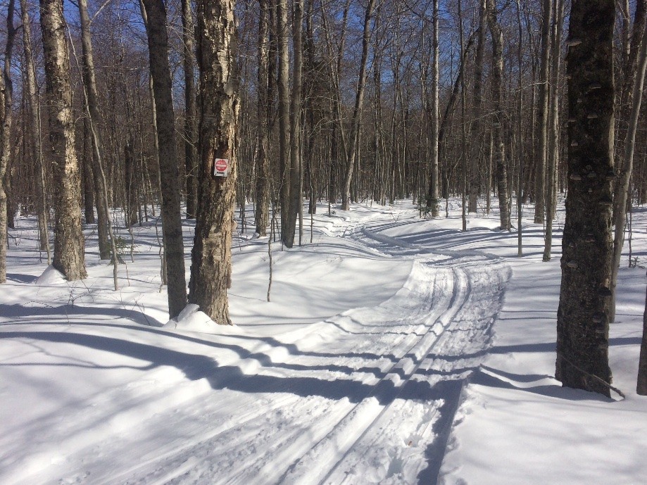 Trip photo #6/10 The trail I skied in on.