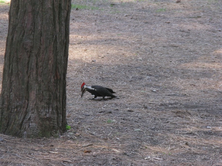 Trip photo #32/32 Woodpecker back at camp