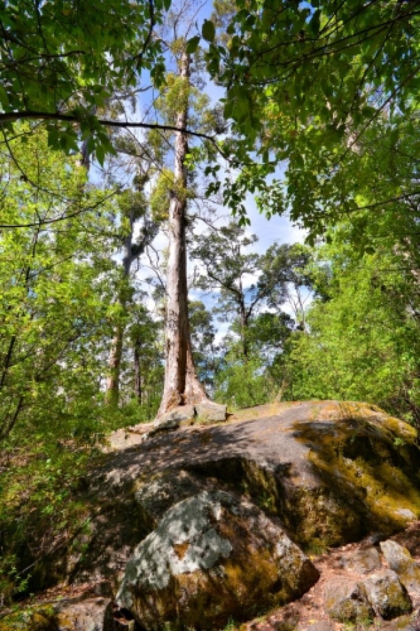 Trip photo #9/23 tree in the rock