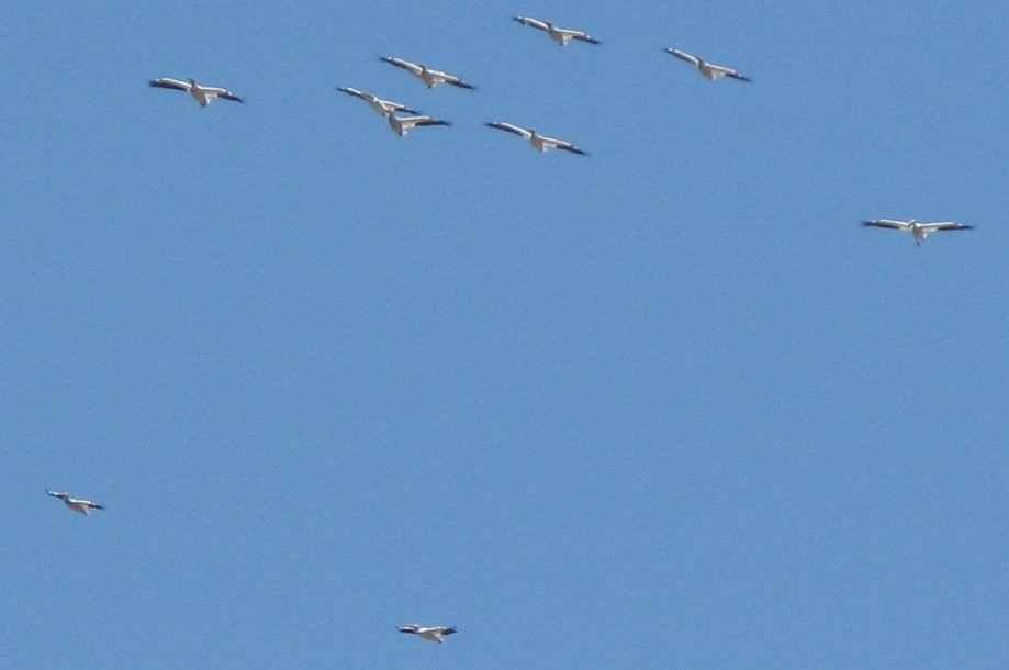 Trip photo #19/29 Circling pelican flock