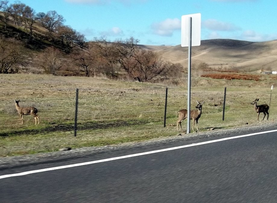 Trip photo #9/13 Highland deer