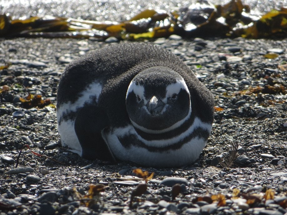 Trip photo #3/25 Magallanic Pinguin