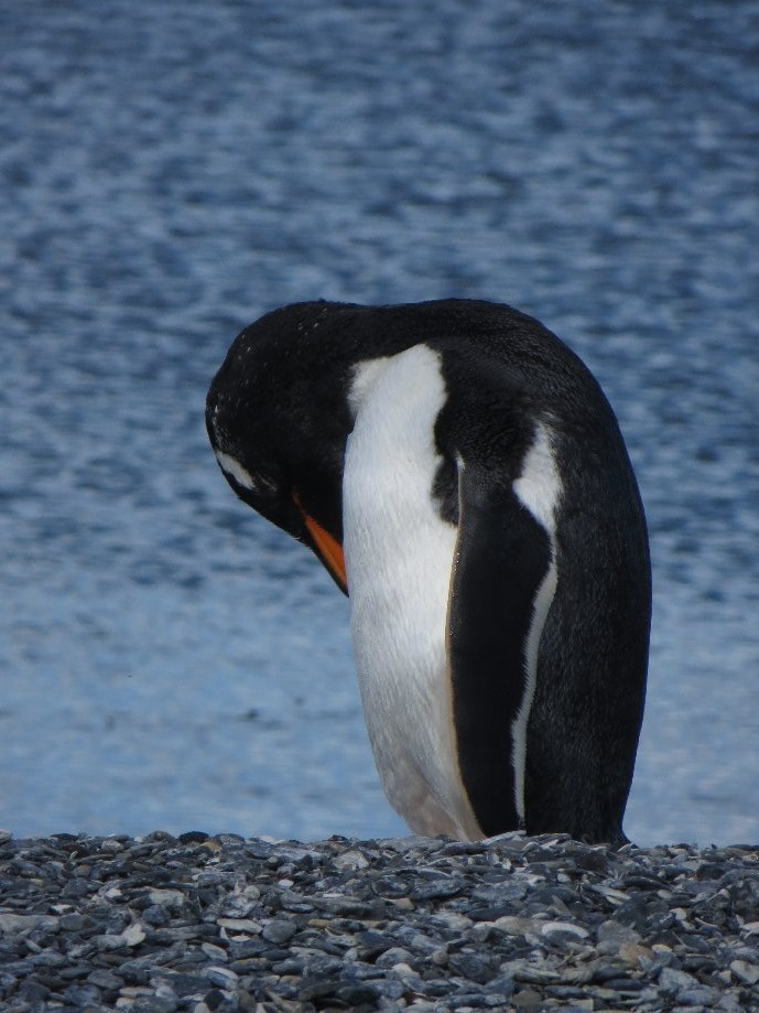 Trip photo #18/25 Gentoo Pinguin