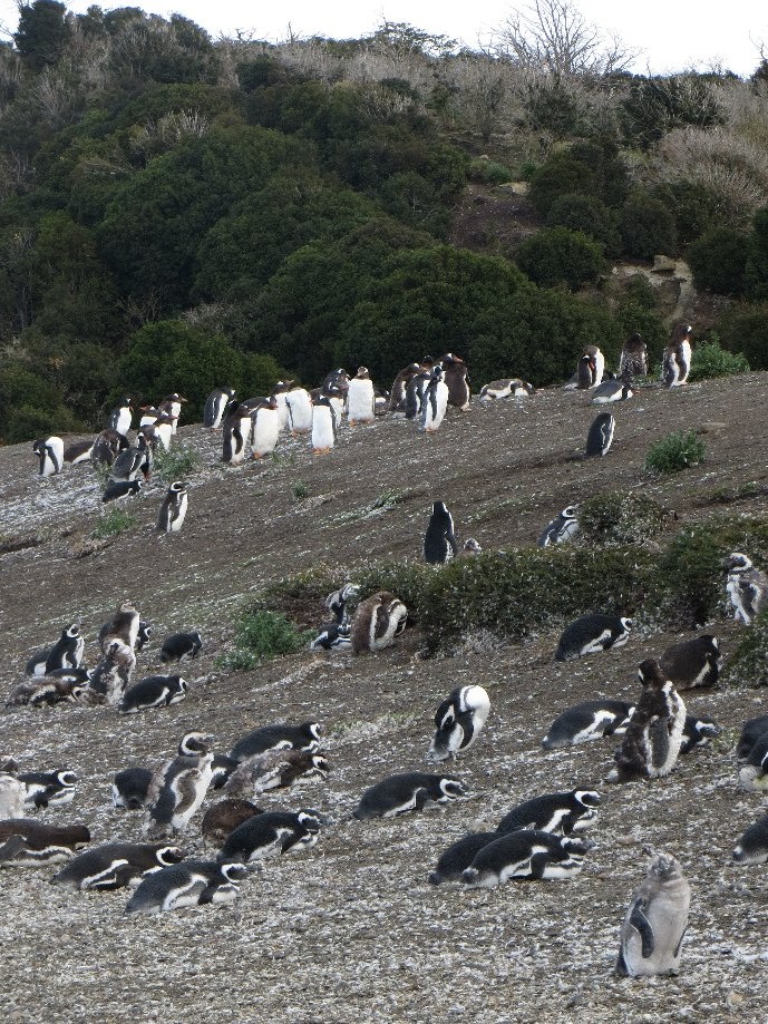 Trip photo #20/25 Magallanic & Gentoo Pinguins