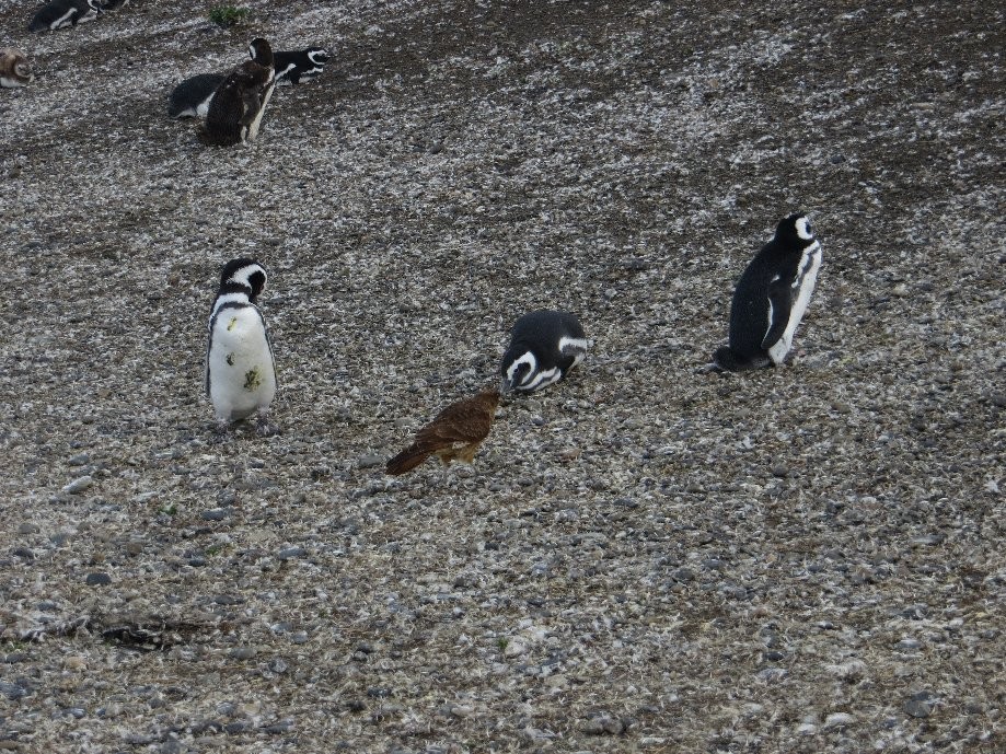 Trip photo #22/25 Chimango Caracara & Magallanic Pinguin
