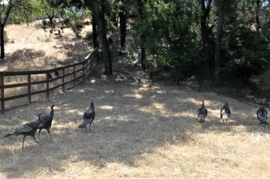 Trip photo #2/8 Turkeys by El Pintado