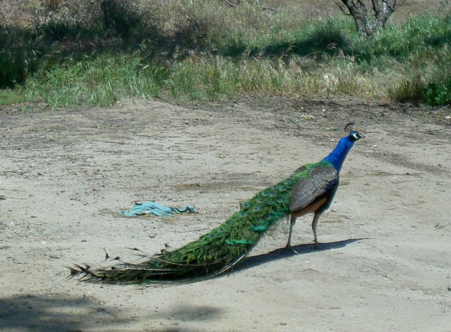 Trip photo #8/39 Peacock outside Oakdale
