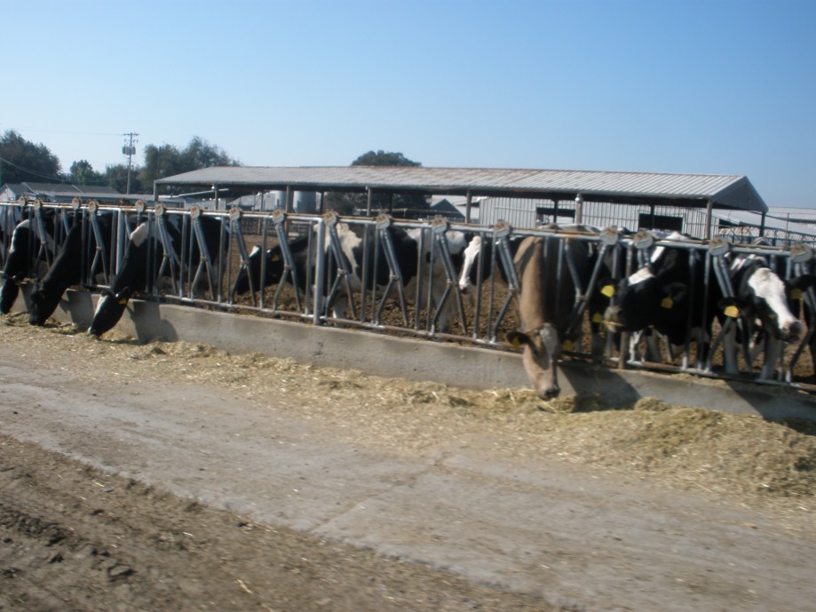 Trip photo #8/21 Dairy farm on Paradise Rd.