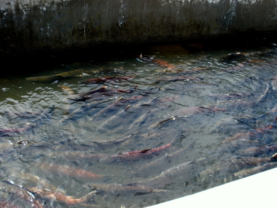 Trip photo #20/42 Red color indicates salmon is ready to spawn