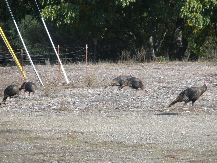 Trip photo #7/10 Lucky turkeys at Highland and Tassajara